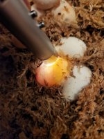 half dud eggs 2.jpg