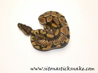 female_06001.jpg