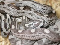 Blue Moltey and Anery Motleyrs.jpg