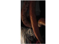 Odd Corn 002.jpg