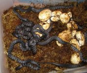 Hatchlings.jpg