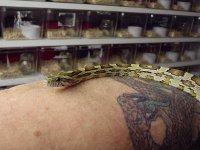 more corns 025.jpg