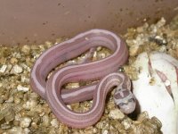 Hypo het Blue Motley Lav hatchling.jpg