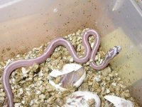 Hypo het Blue Motley Lav hatchling1rs.jpg