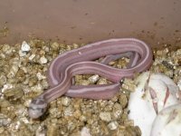 Hypo het Blue Motley Lav hatchling2rs.jpg.jpg