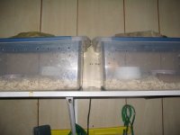 Hatchling tubs.JPG