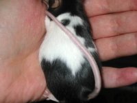 pregnant-pied2.jpg