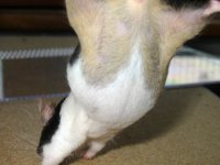 pregnant-pied3.jpg