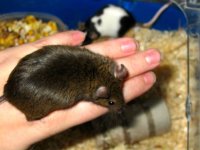 pregnant-bigbrown.jpg