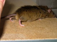 pregnant-bigbrown2.jpg