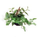 plant.jpg