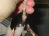 weird-genitals.jpg