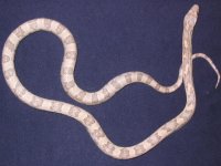 KL'S TROGDOR 1.JPG
