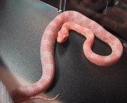 15329CornSnake.jpg