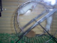mousy go round.jpg
