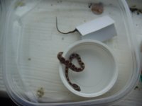 baby snake.jpg