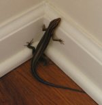 lizard.jpg