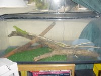 iguana home.jpg