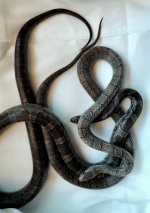 onyx and marquina.jpg