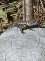 fence lizard 22.jpg