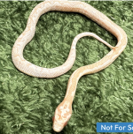 Screenshot 2025-09-03 at 9.06.54 AM.png