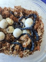 LC25 hatchlings 9-4-25.jpg