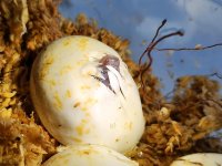 LC25 that's a fucking phantom.jpg