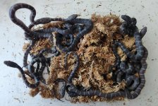 LC25 babies all together.jpg LC25 babies all together.jpg