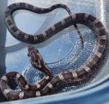 LC25-12-1.jpg LC25-12-1.jpg