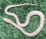 Screenshot 2025-10-28 at 8.33.38 AM.png