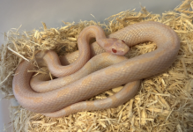 Screenshot 2025-10-28 at 8.33.47 AM.png