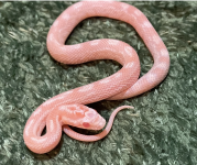 Screenshot 2025-10-28 at 8.33.54 AM.png