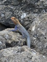 Peters rock agama male 01_sm.jpg