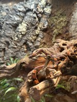 IMG_7217.jpeg