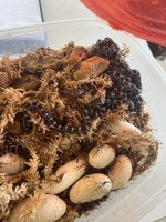 IMG_2745.jpeg