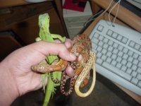 gumby medusa n spagetti.jpg