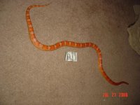 snakesresize 070.jpg