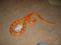 snakes resize072.jpg