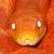 reds head-sm.jpg