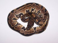 PH Pied.jpg