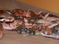 sunglow litter.jpg