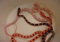3 snakes in bowl resized mgi.jpg