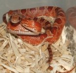 112205 holden (2).JPG