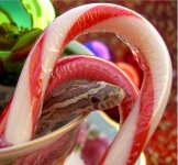 candycane.jpg