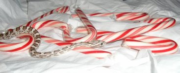 goodxmas1.jpg