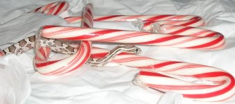 goodxmas3.jpg