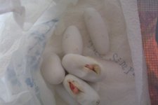 2 eggs hatch IV.jpg