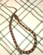 snake.jpg