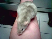 gidget.JPG