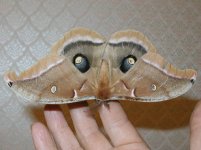 Mothra.jpg